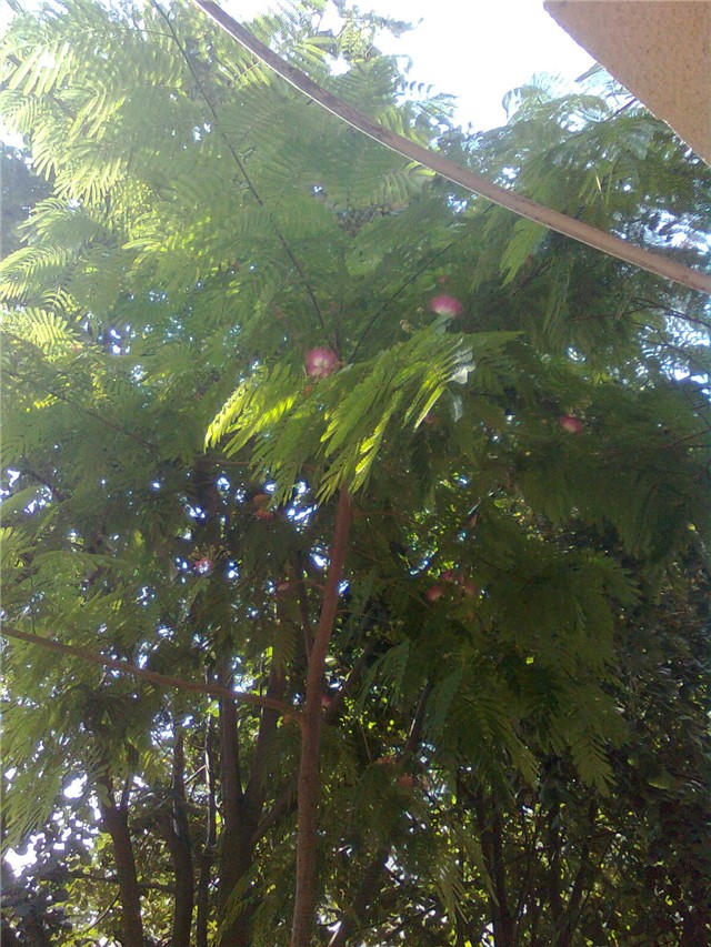 albicia i cvjet